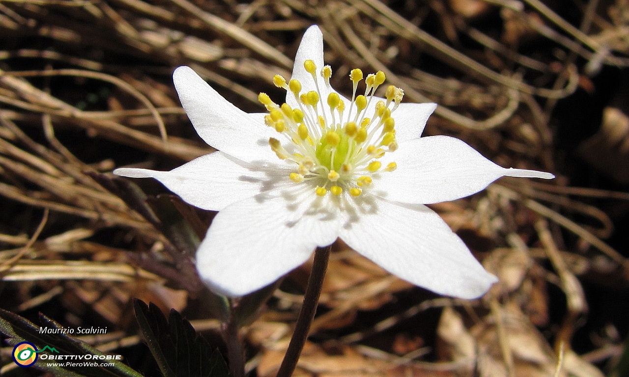 33 Anemone nemorosa.JPG